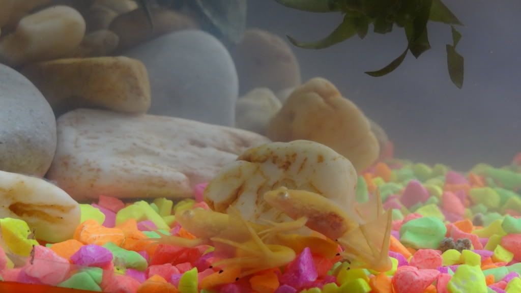 Ranas Albinas Ranas Albinas
