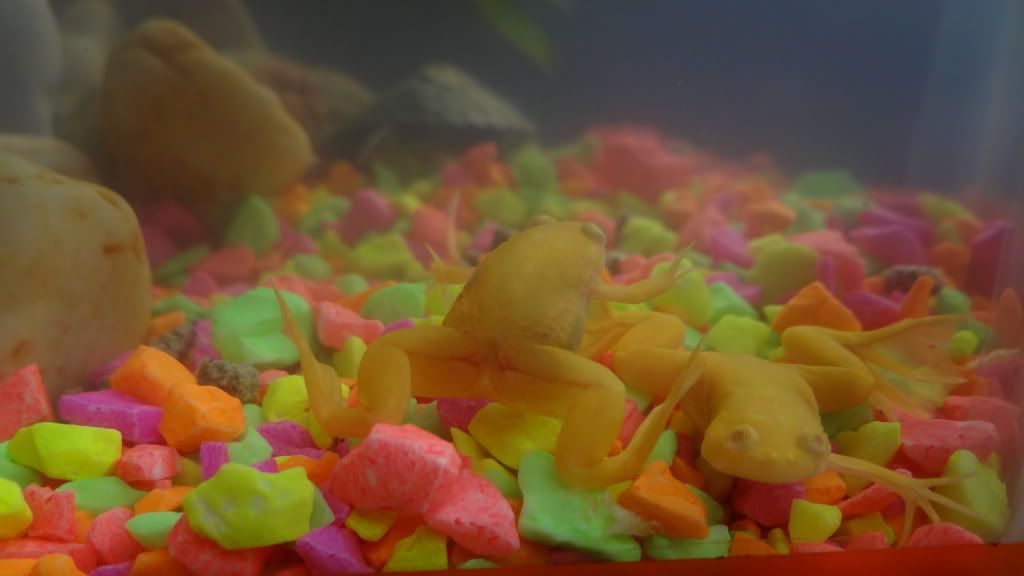 peces peces