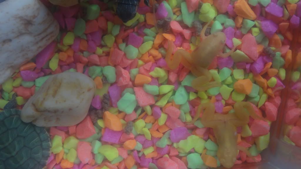 ranas ranas