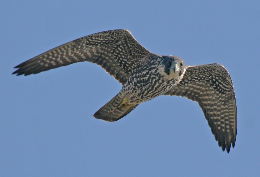 http://i1079.photobucket.com/albums/w503/soccerdude2/PeregrineFalconjuvenileflyingBolsaChicaFeb.jpg