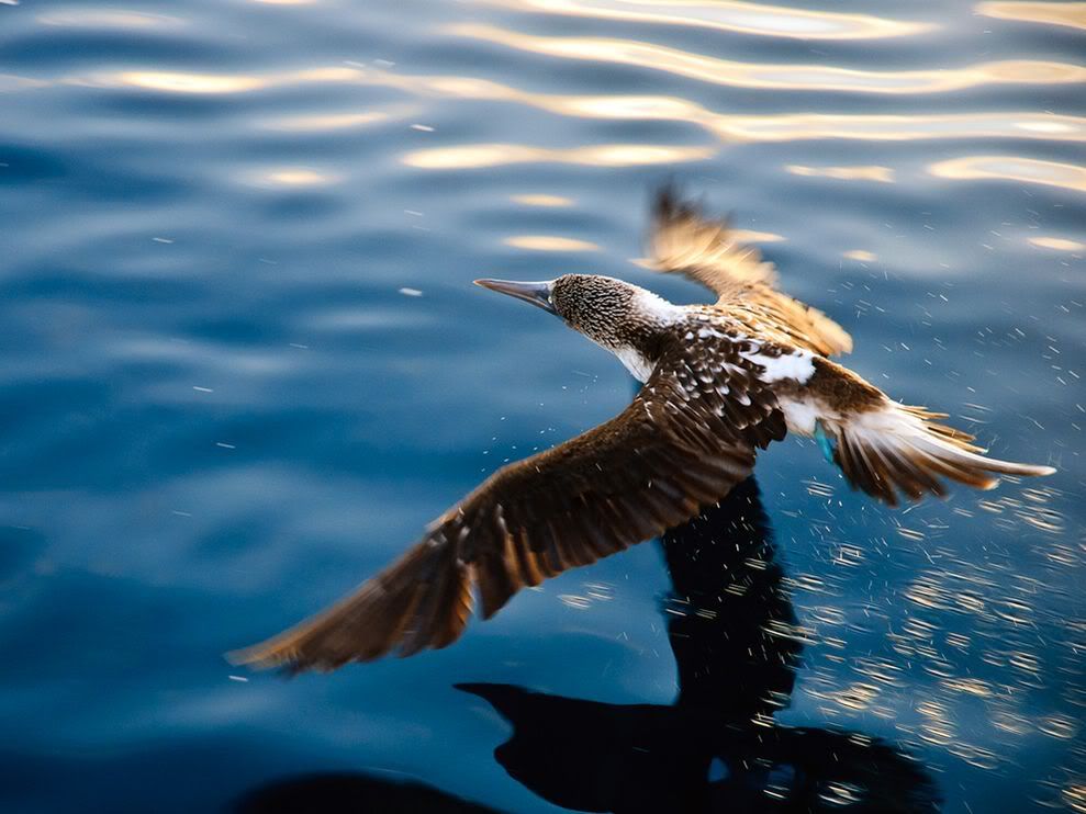 http://i1079.photobucket.com/albums/w503/soccerdude2/blue-footed-booby-galapagos_28383_990x742.jpg