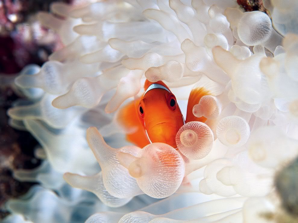 http://i1079.photobucket.com/albums/w503/soccerdude2/clownfish-bubble-tipped-anemone_18732_990x742.jpg