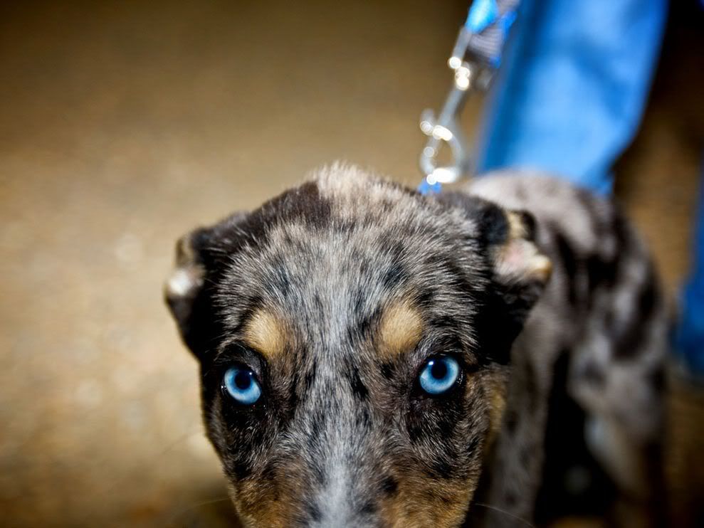 http://i1079.photobucket.com/albums/w503/soccerdude2/dog-blue-eyes_13036_990x742.jpg