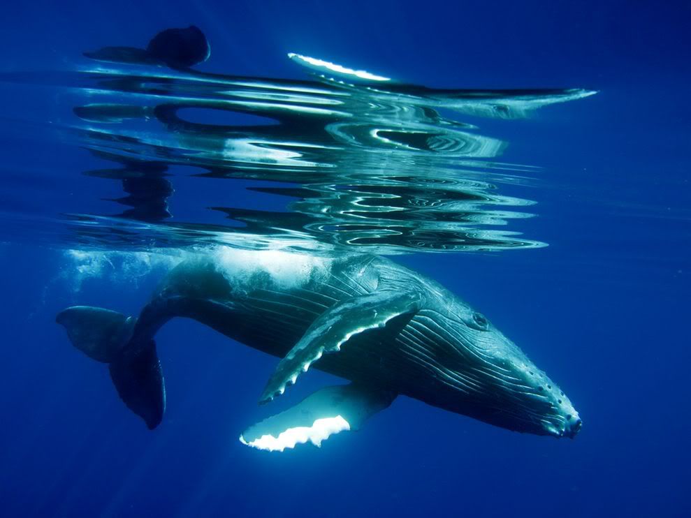 http://i1079.photobucket.com/albums/w503/soccerdude2/humpback-whale-calf-underwater_22660_990x742.jpg