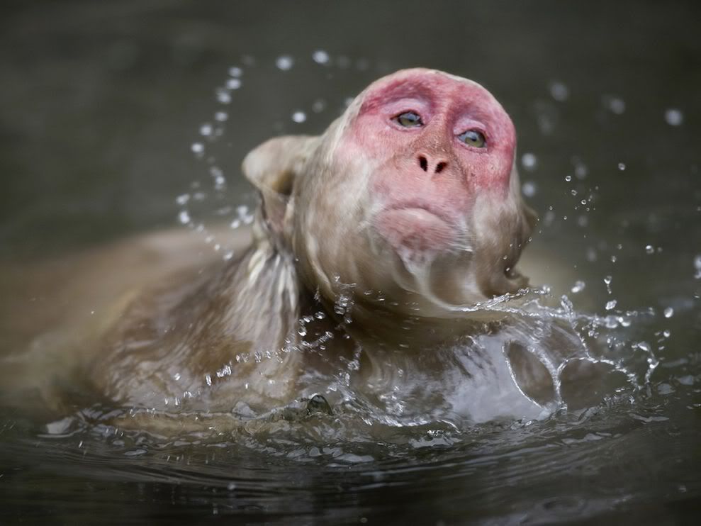 http://i1079.photobucket.com/albums/w503/soccerdude2/japanese-macaque-swimming-080409_3636_990x742.jpg