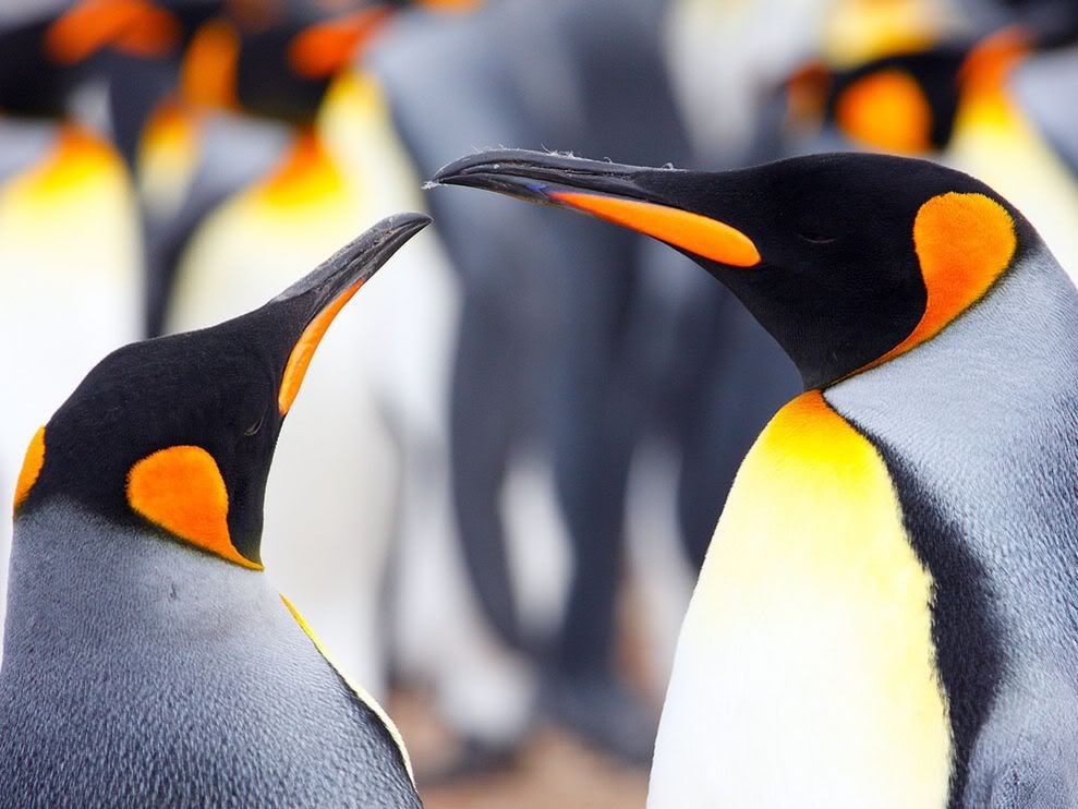 http://i1079.photobucket.com/albums/w503/soccerdude2/king-penguins-falkland-islands_12660_990x742.jpg