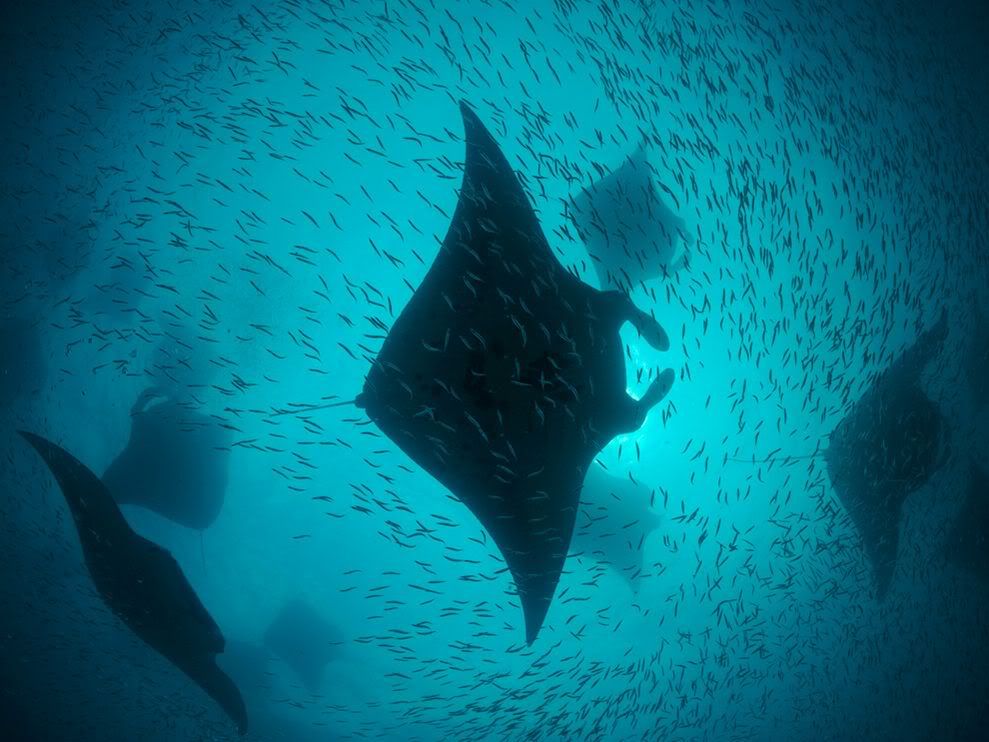 http://i1079.photobucket.com/albums/w503/soccerdude2/manta-rays-hanifaru-bay_6326_990x742.jpg