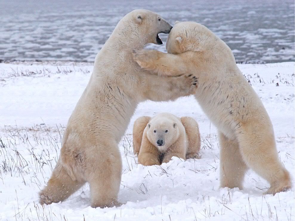 http://i1079.photobucket.com/albums/w503/soccerdude2/polar-bears-playing-canada_10935_990x742.jpg