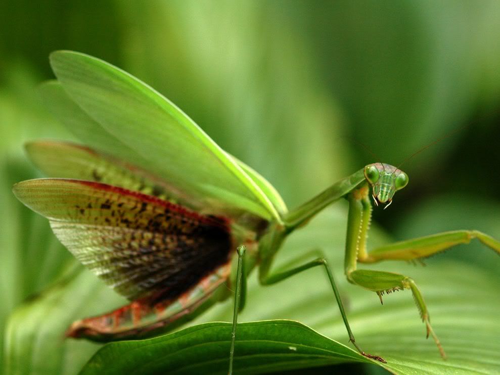 http://i1079.photobucket.com/albums/w503/soccerdude2/praying-mantis-virginia_28393_990x742.jpg