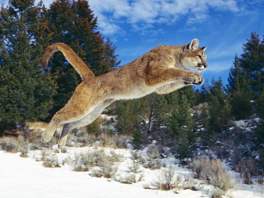 http://i1079.photobucket.com/albums/w503/soccerdude2/raw_power_cougar-normal.jpg