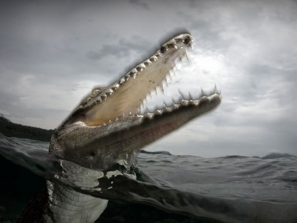 http://i1079.photobucket.com/albums/w503/soccerdude2/saltwater-crocodile_10925_990x742.jpg