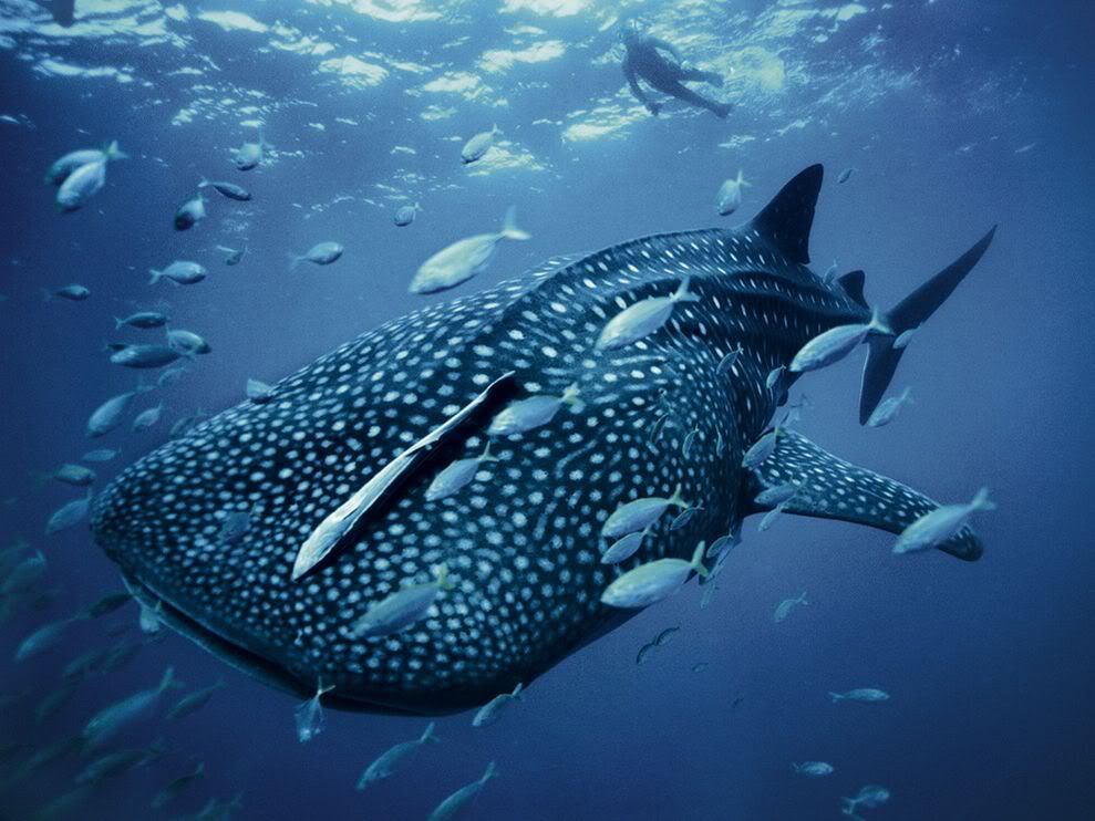 http://i1079.photobucket.com/albums/w503/soccerdude2/whale-shark-skerry_28399_990x742.jpg