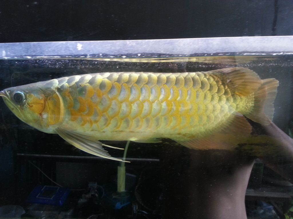 vfsr arowana