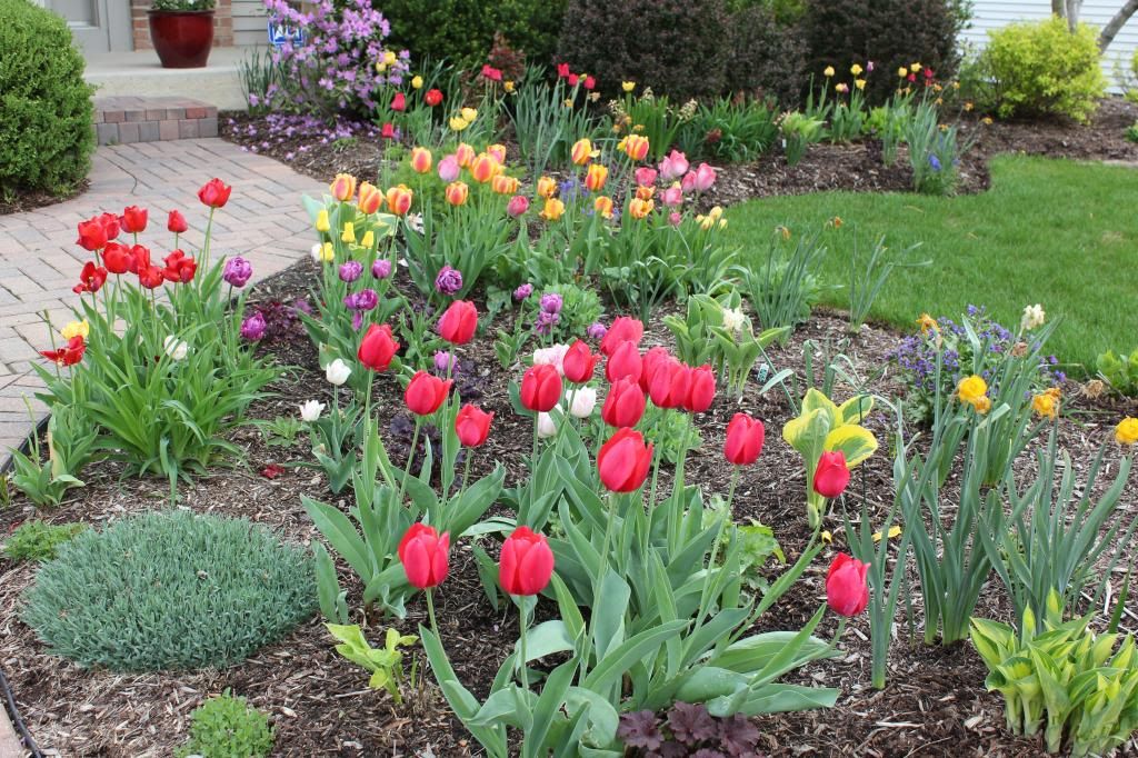 Front May 2013 photo FrontGarden11May2013_zps2b942627.jpg