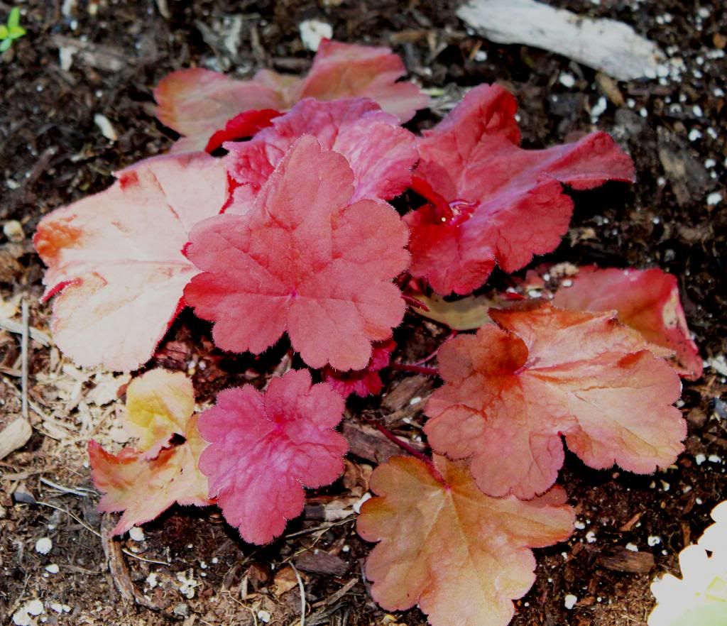 Heuchera Fire Alarm Mid Aug 2013 photo IMG_2711_zps2eb7895e.jpg