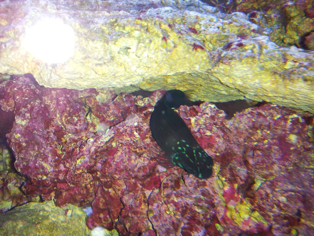  photo Blenny with white spot_zpshsxbjevl.jpg