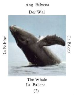 Ballenas-1