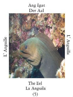 Eel