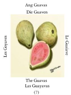 Guayabas
