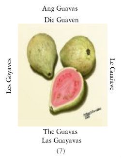 Guayabass-1