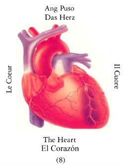 Heart