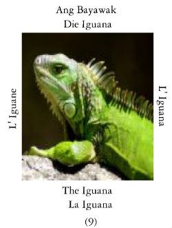 Iguana