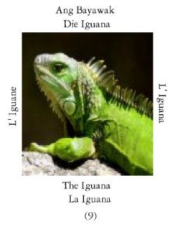Iguanai-1