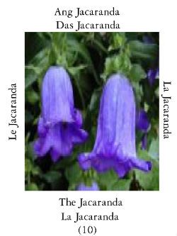 Jacaranda