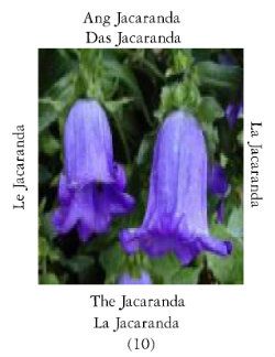 Jacarandai-1