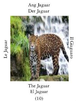 Jaguar