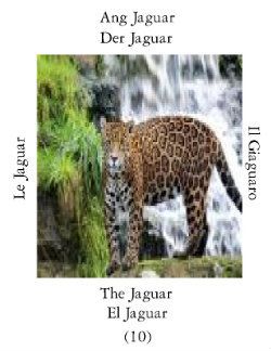 Jaguars-1