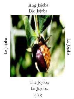 Jojoba