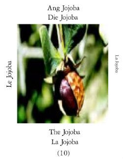 Jojobai-1