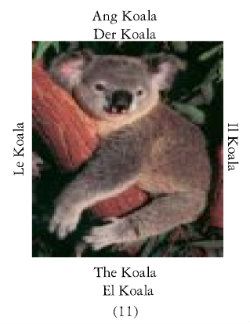 Koalas-1