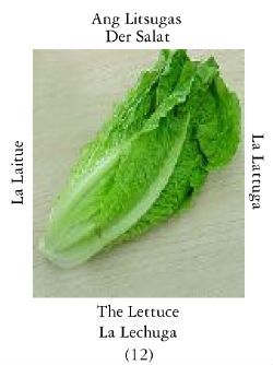 Lettuce