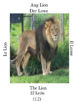 Lion