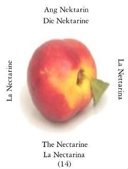 Nectarine