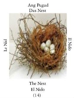 Nest