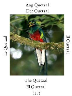 Quetzal