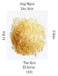 Risoi-1