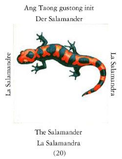 Salamandras-3
