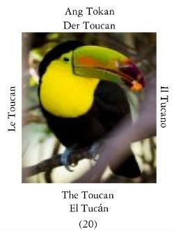 Toucan