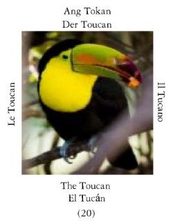 Tucanoi