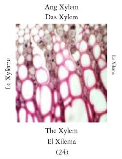 Xilemai-1