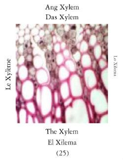 Xilemas-2