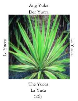 Yucas-2