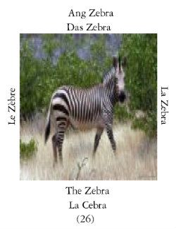 Zebrai-1