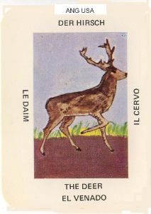 Deer