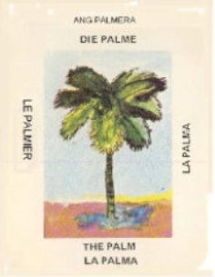 Palm