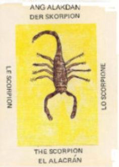 Scorpion